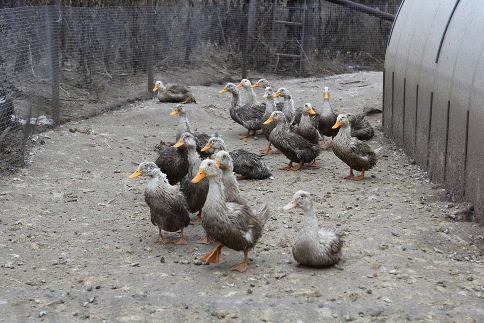 gusi na ferme Kornevo